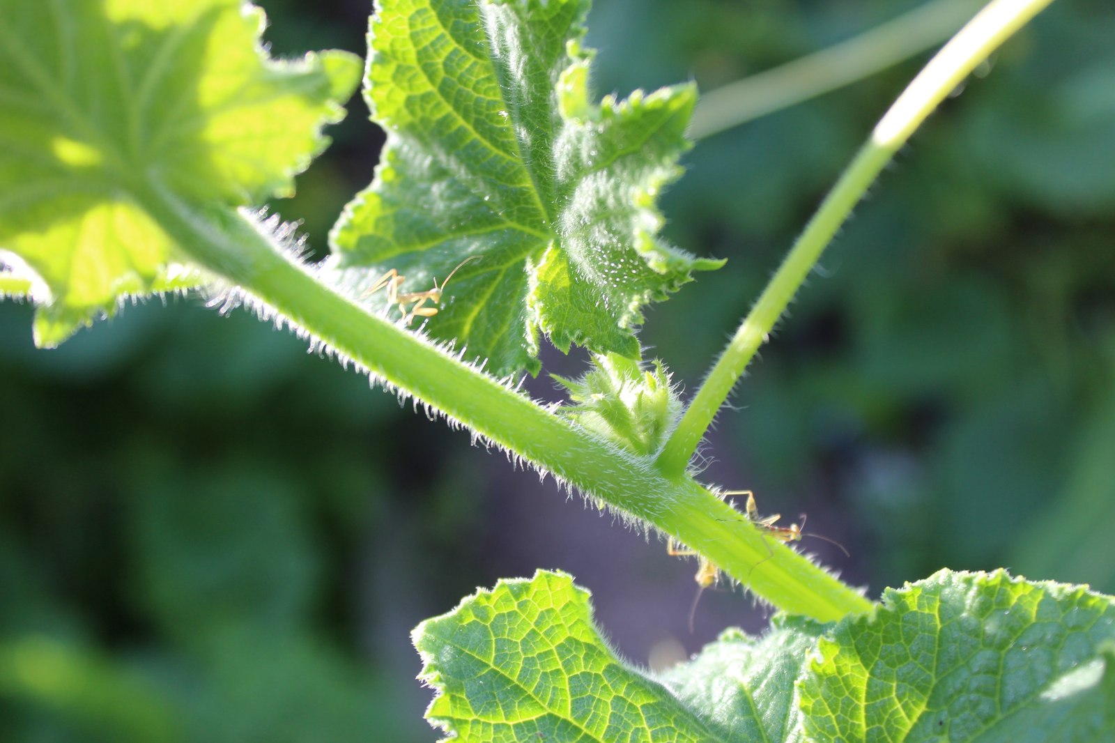 small praying mantises - Mantis, Livestock, Milota, Animals