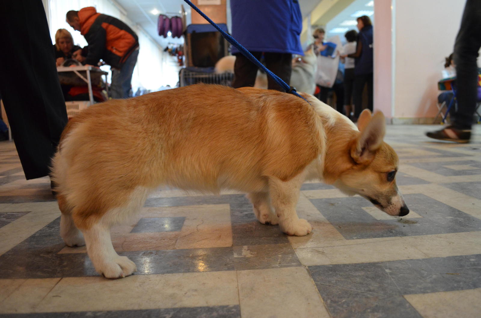 Corgi Fridays part two - My, Corgi, Dog, Longpost