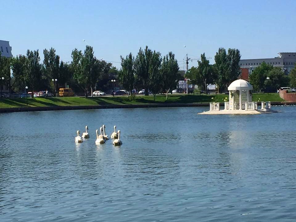 An unknown person threw new swans on Swan Lake - Astrakhan, Swans, Kindness