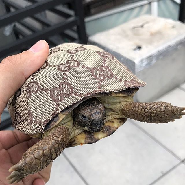 Turtle by Gucci - Turtle, Gucci