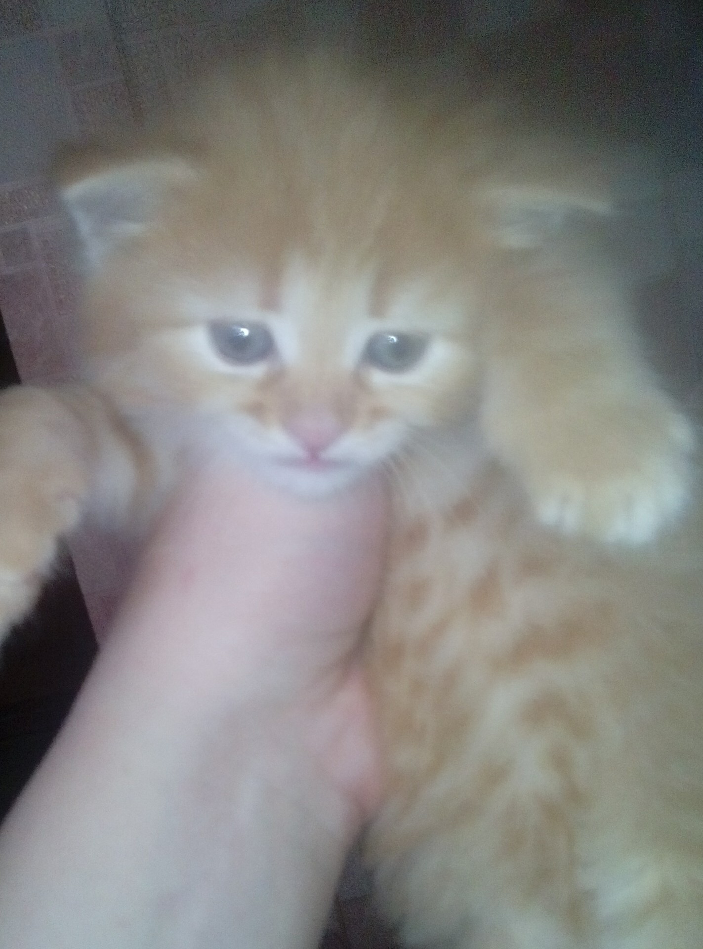 Found it in a dump today... - My, Foundling, Kitten Baby, Longpost, cat