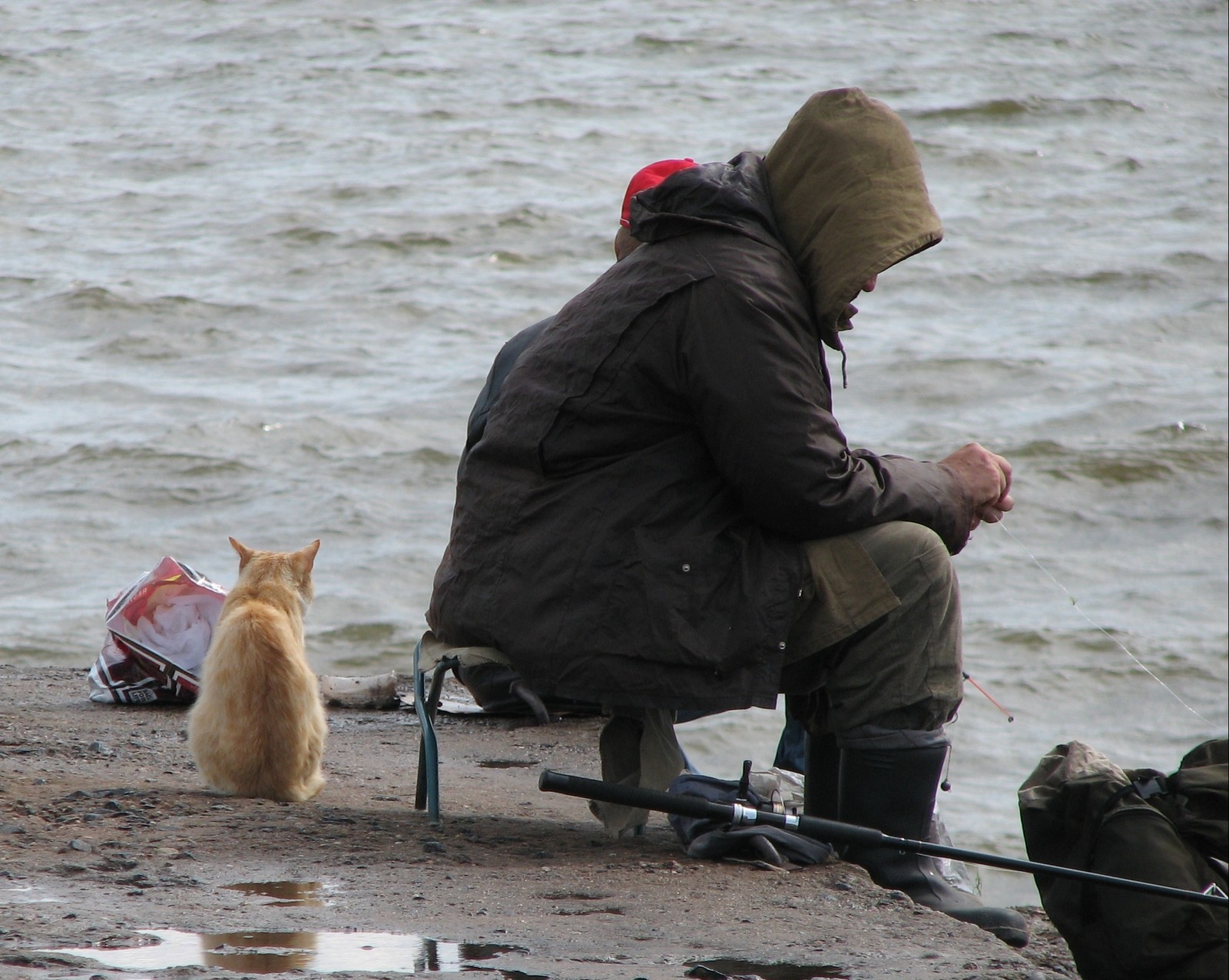Guys, can I fish with you? - My, cat, Fishing, Longpost