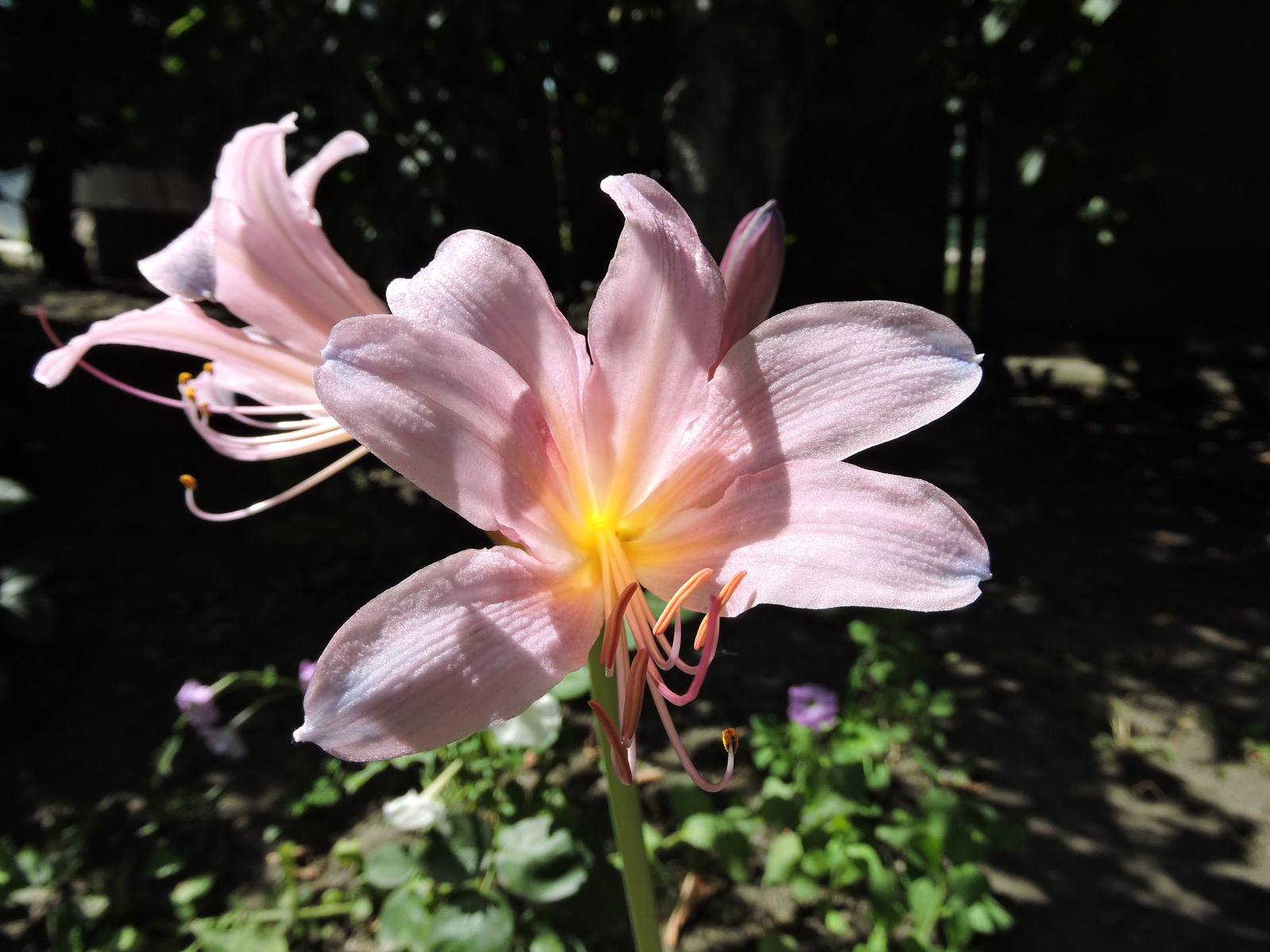 Hello everyone, please tell me what kind of flower. - My, Flowers, cat, Longpost