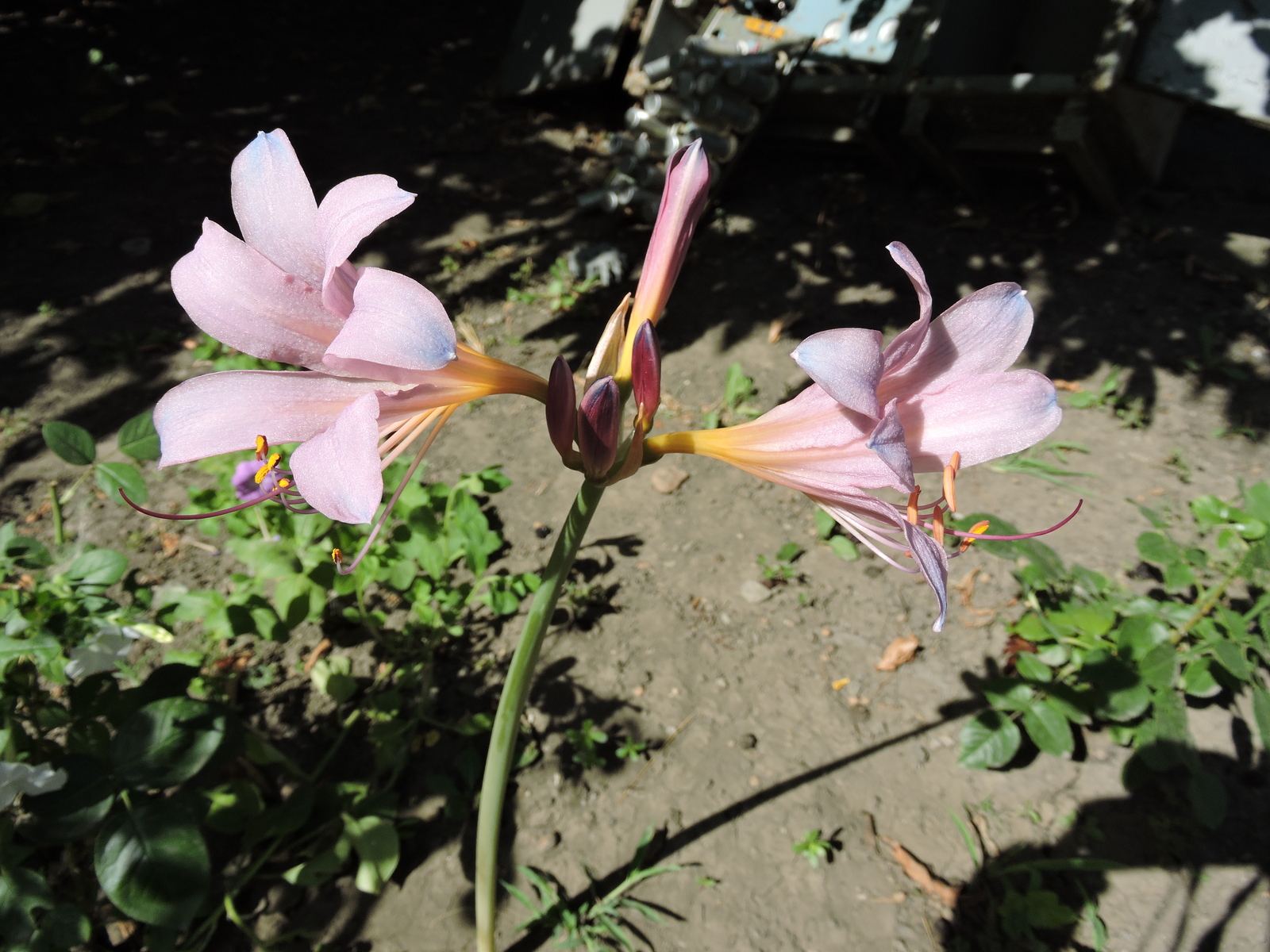 Hello everyone, please tell me what kind of flower. - My, Flowers, cat, Longpost