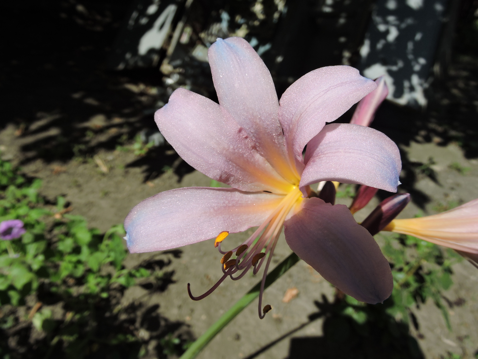 Hello everyone, please tell me what kind of flower. - My, Flowers, cat, Longpost