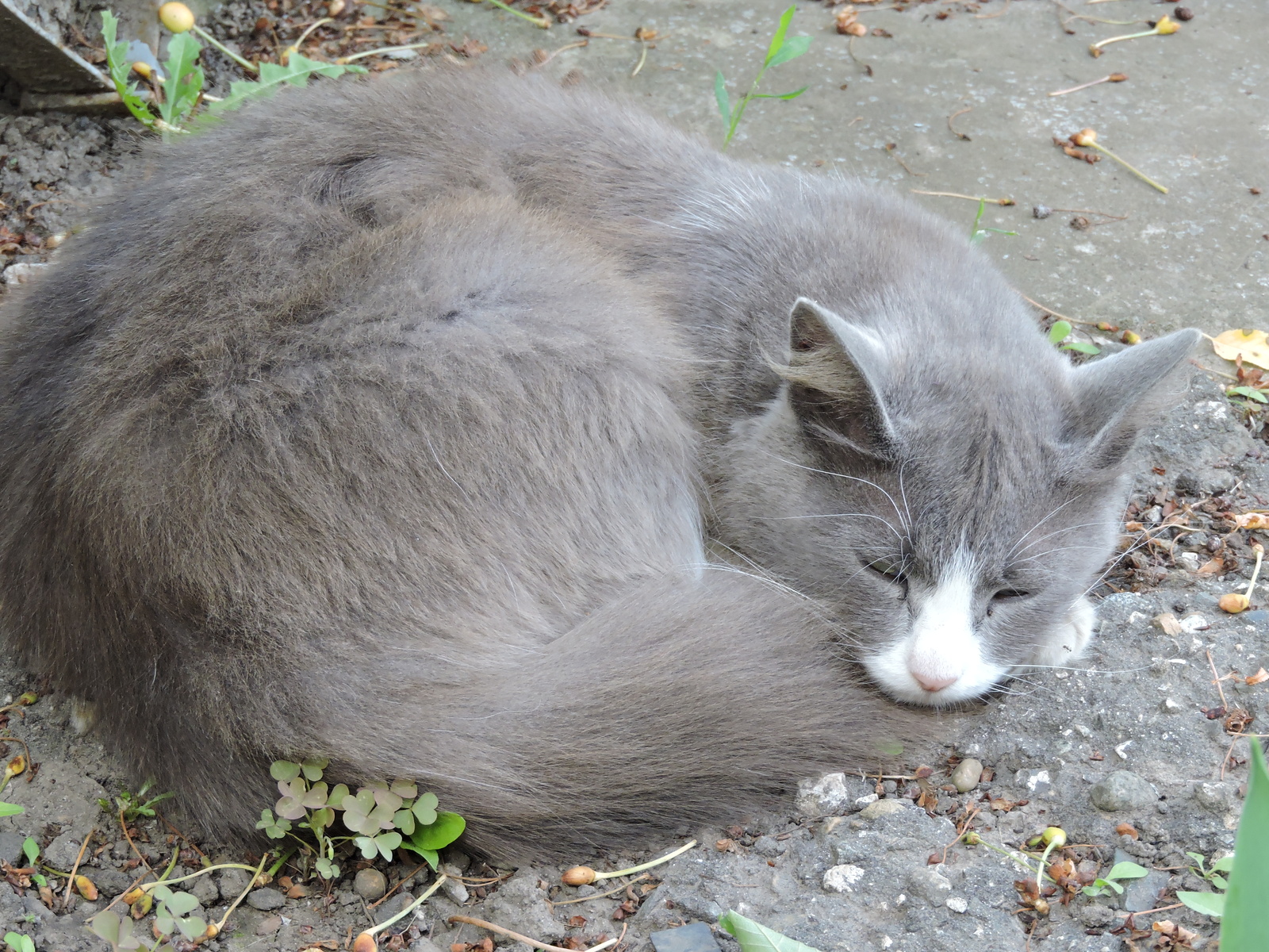 Hello everyone, please tell me what kind of flower. - My, Flowers, cat, Longpost