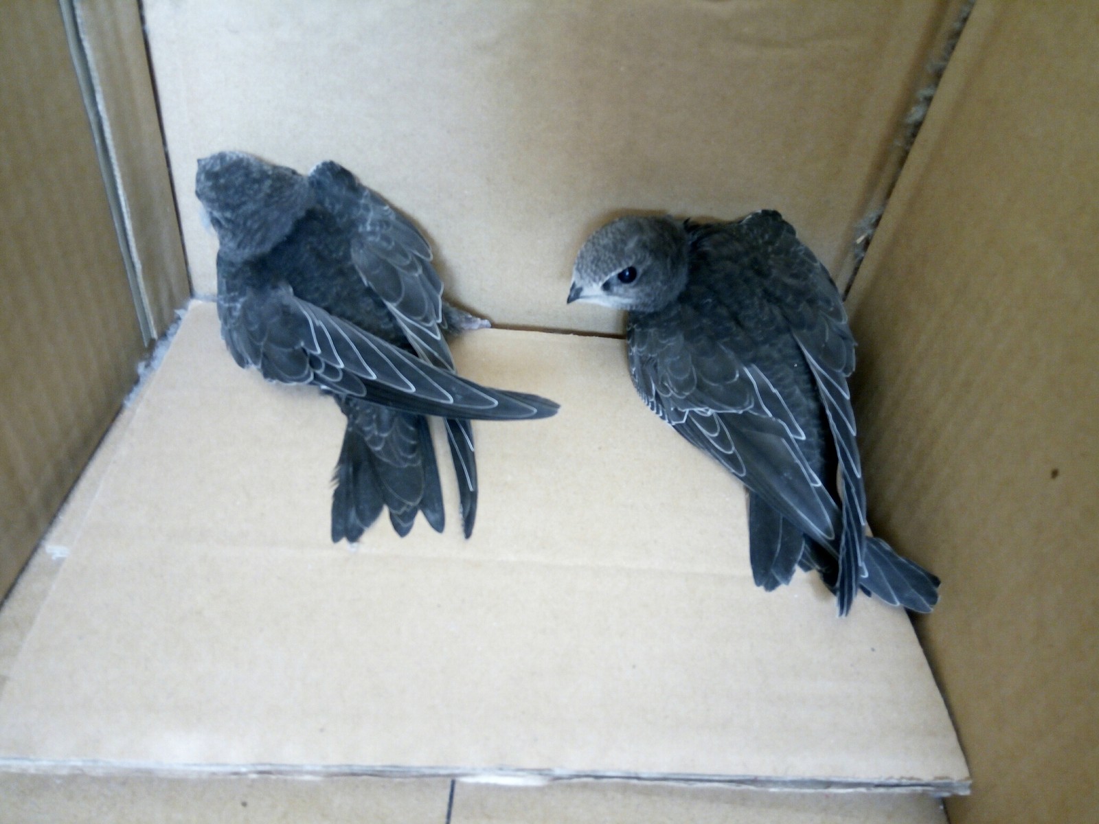 URGENTLY! CITO! We are changing the window in the apartment, we found birds under the windowsill. do not fly, we do not know what to do with it. Who is it? How to deal with them? - Help, Birds, What to do