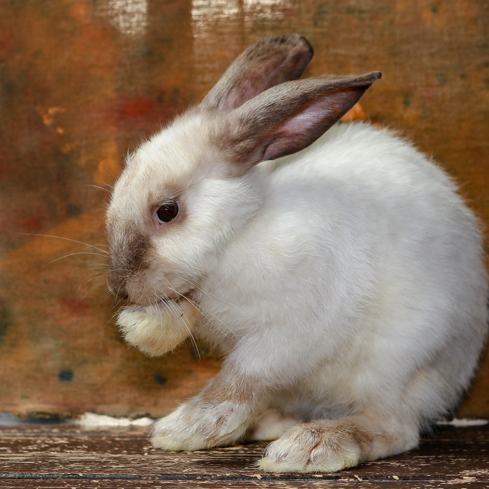 Фотосессия для кроля 3 | Пикабу