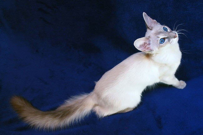 Javanese cat - cat, Cat breeds, , Longpost