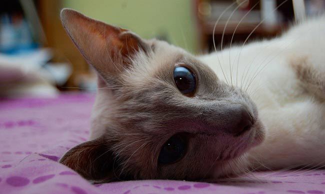 Javanese cat - cat, Cat breeds, , Longpost