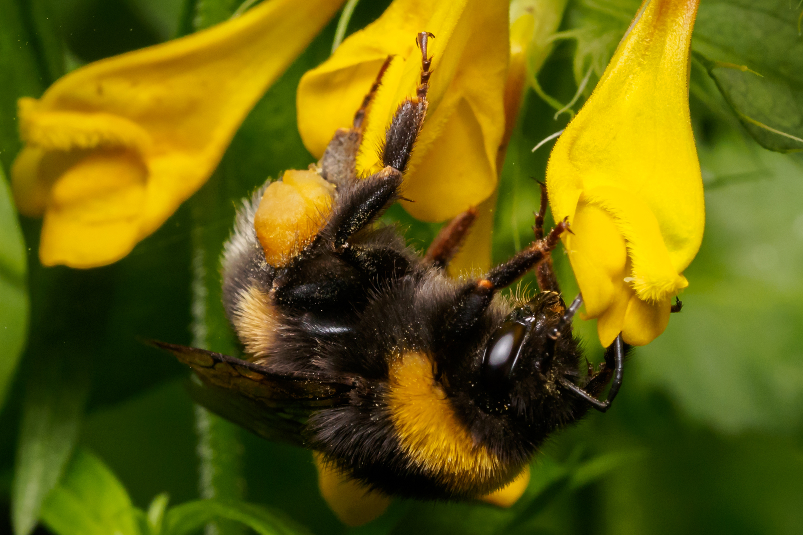 Macro. Insects - My, Macro, The photo, Insects, Bumblebee, Dragonfly, Olympus, Longpost, Macro photography