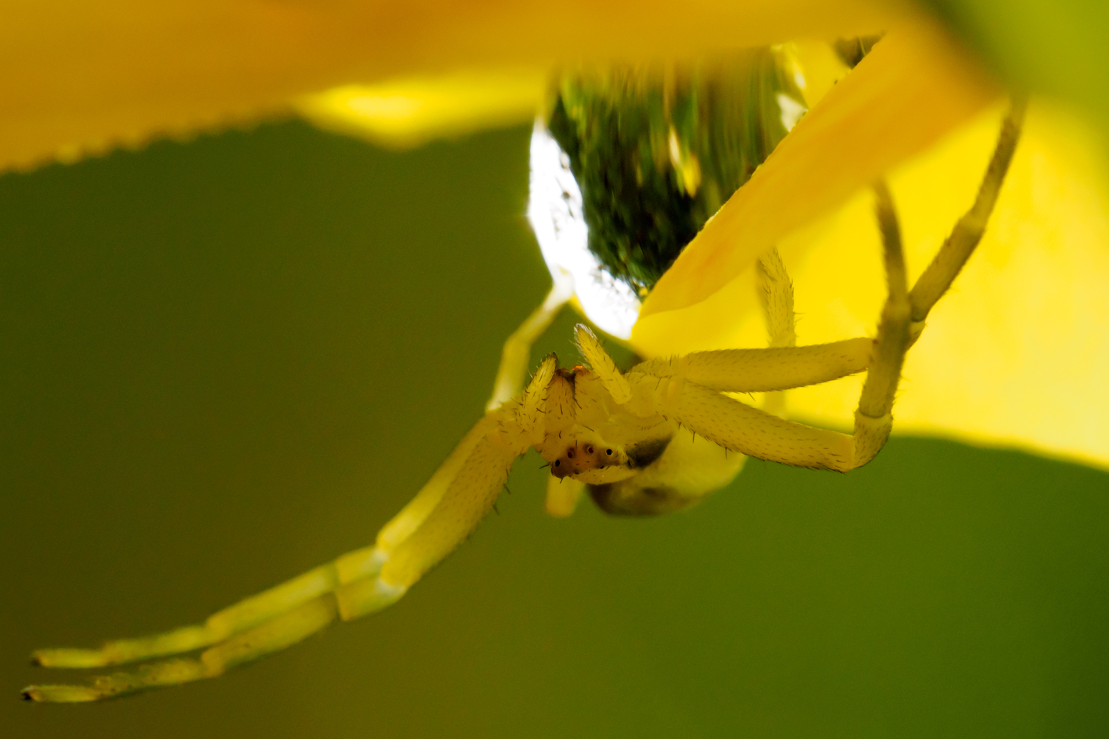 Macro. Insects - My, Macro, The photo, Insects, Bumblebee, Dragonfly, Olympus, Longpost, Macro photography