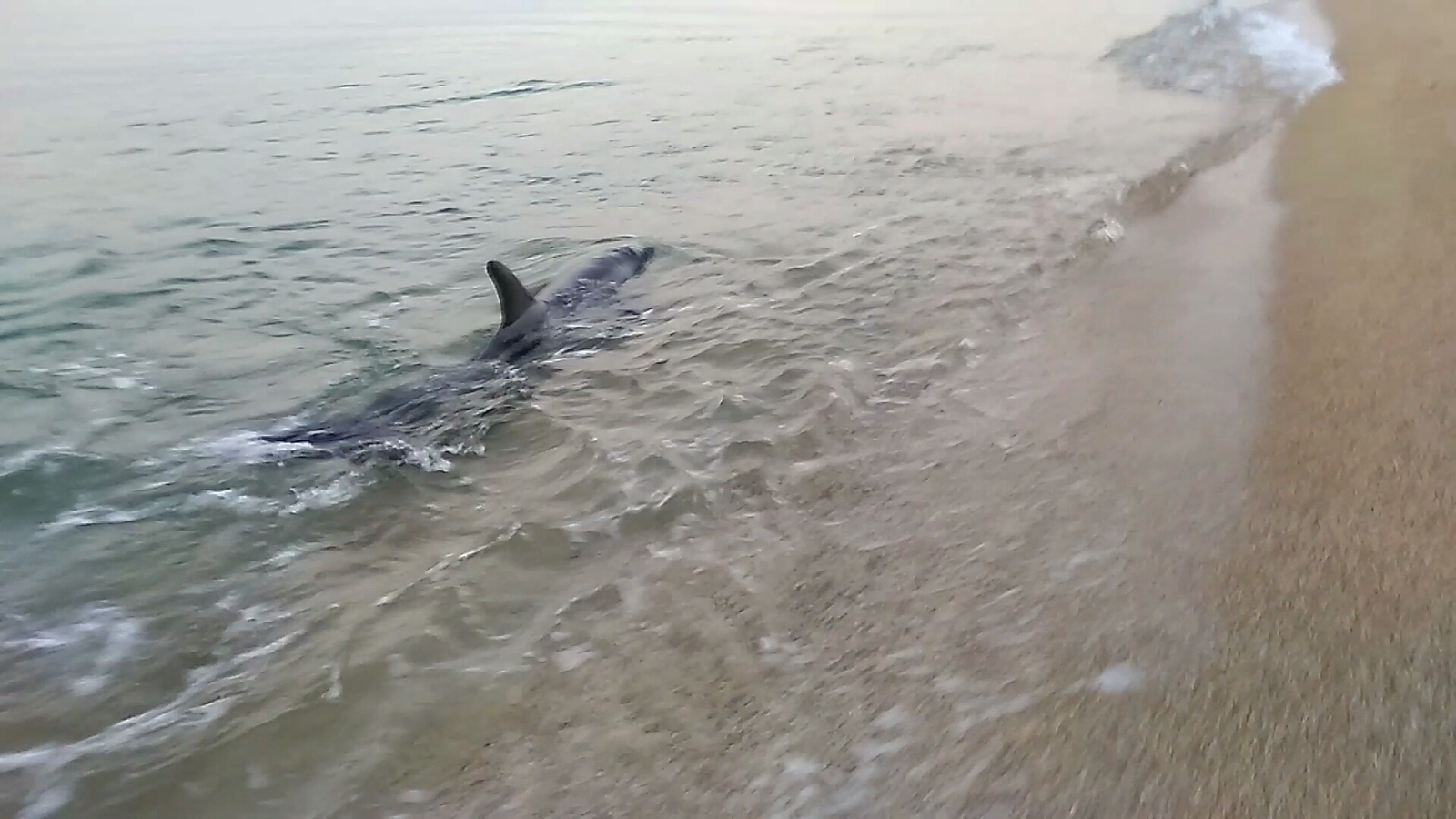 Dolphins - My, Dolphin, Sea, Shore, Crimea