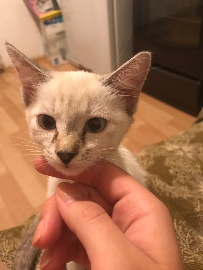 Kitten is looking for new owners - My, Krasnoyarsk, Kitten is looking for a family, Kitten Baby, Longpost, cat, In good hands, Helping animals, Help