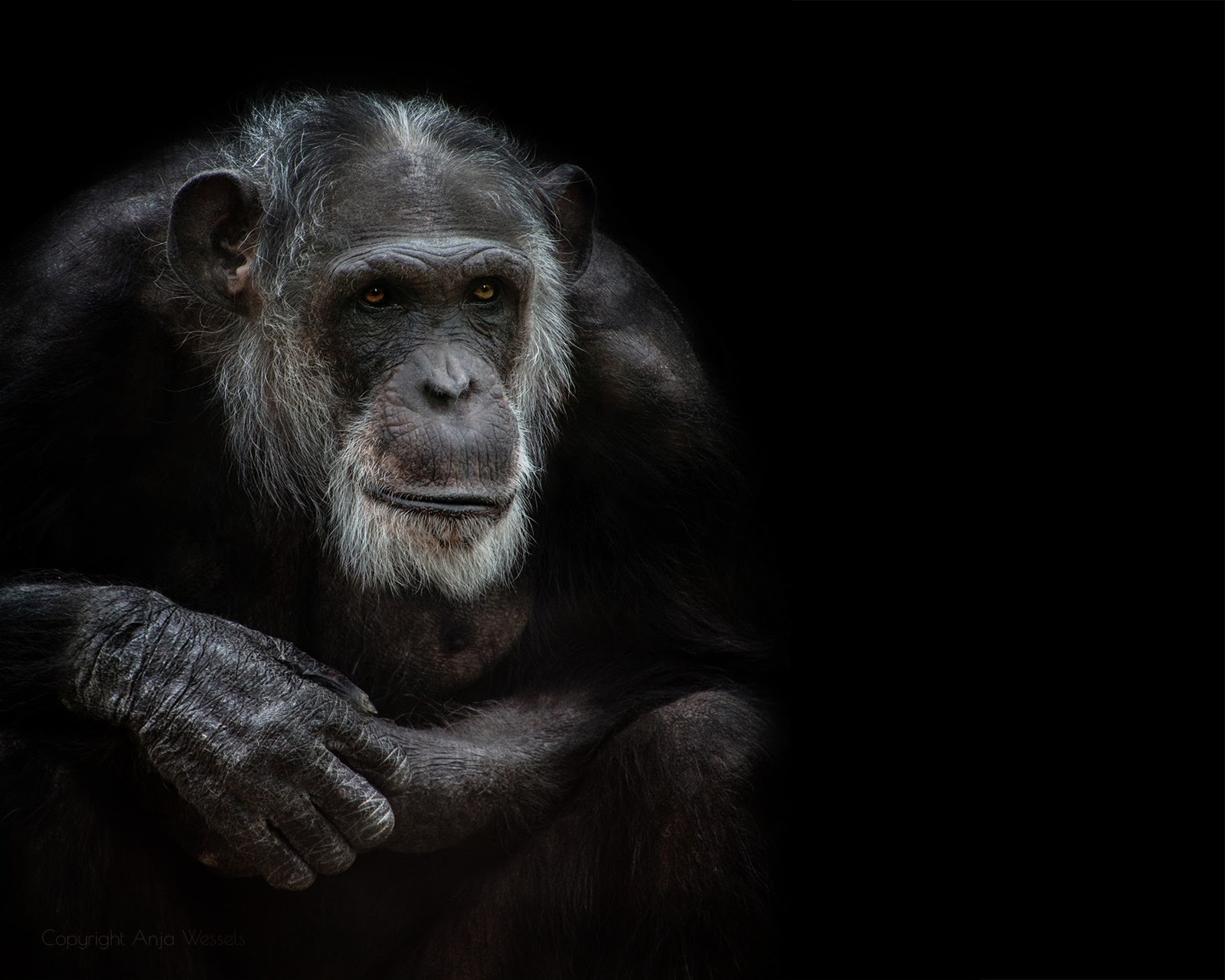 Look smarter than many people - Monkey, Zoo, Sight, Amersfoort, Netherlands, Netherlands (Holland)