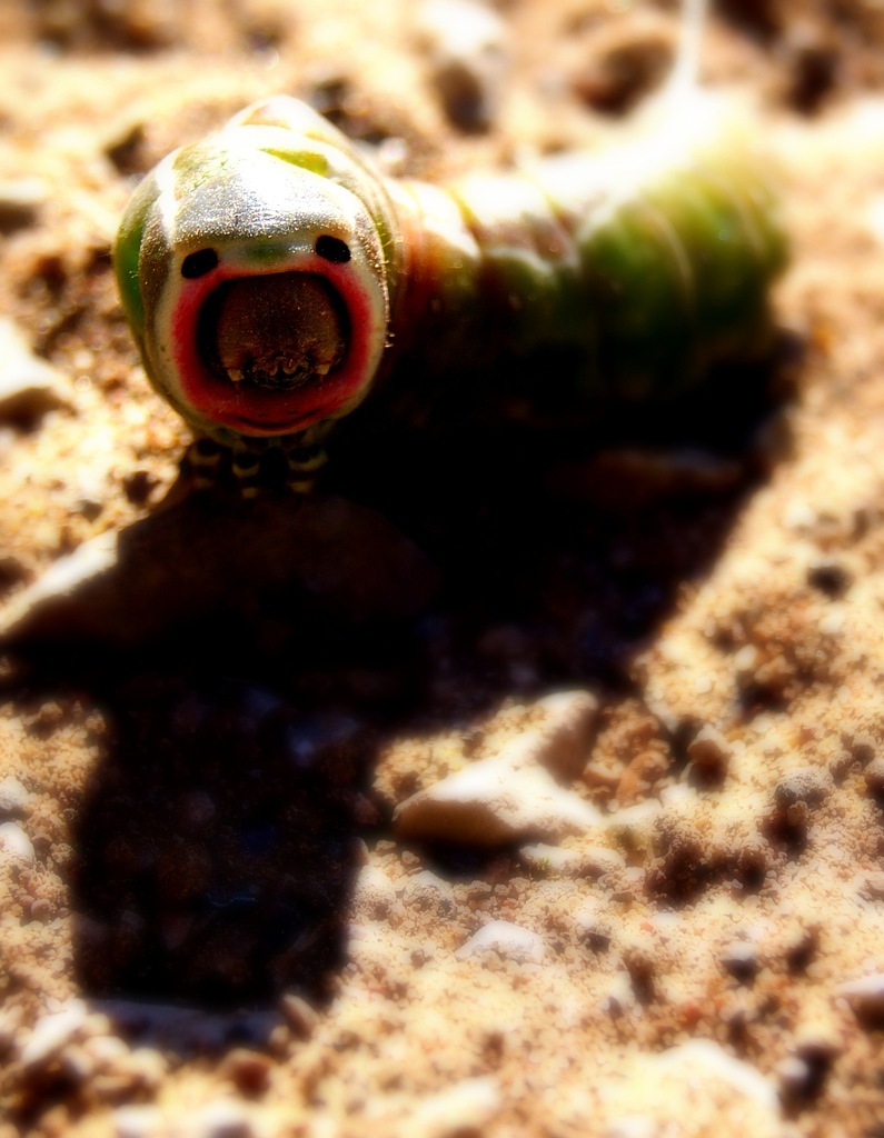 I saw him somewhere... - My, My, Caterpillar, The photo, Nature, Filters