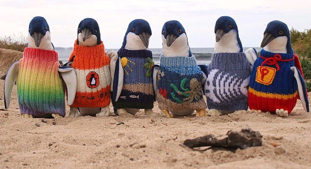 Australia's oldest 109-year-old Alfie Date knits tiny sweaters for oil spill-injured penguins - Animals, Pullover, Kindness, Australia, Longpost