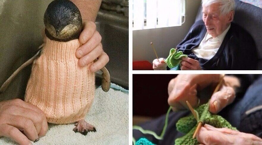 Australia's oldest 109-year-old Alfie Date knits tiny sweaters for oil spill-injured penguins - Animals, Pullover, Kindness, Australia, Longpost