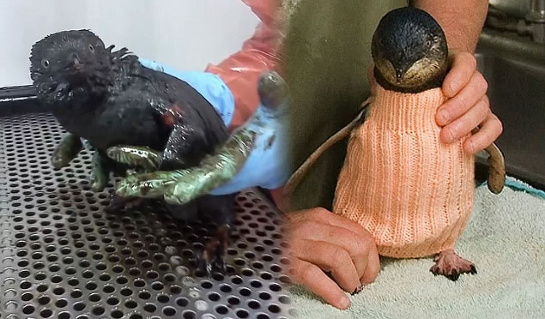 Australia's oldest 109-year-old Alfie Date knits tiny sweaters for oil spill-injured penguins - Animals, Pullover, Kindness, Australia, Longpost