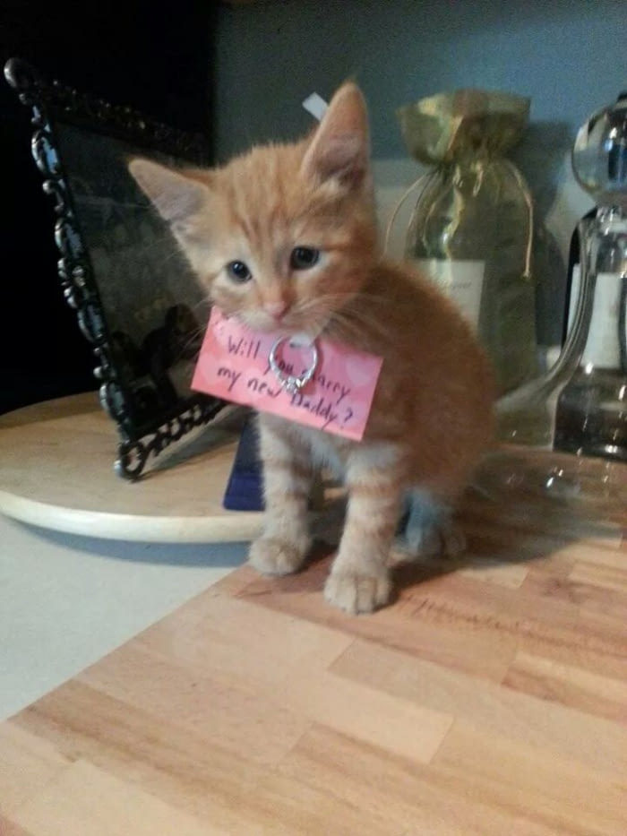 Unusual marriage proposal! - cat, Milota, Sentence, The photo