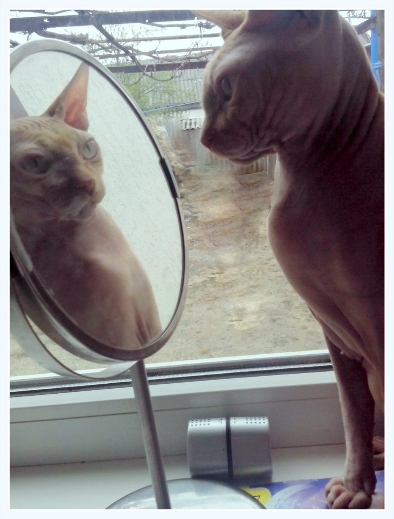 Meeting - Mirror, Reflection, cat, Homemade, The photo, Bald