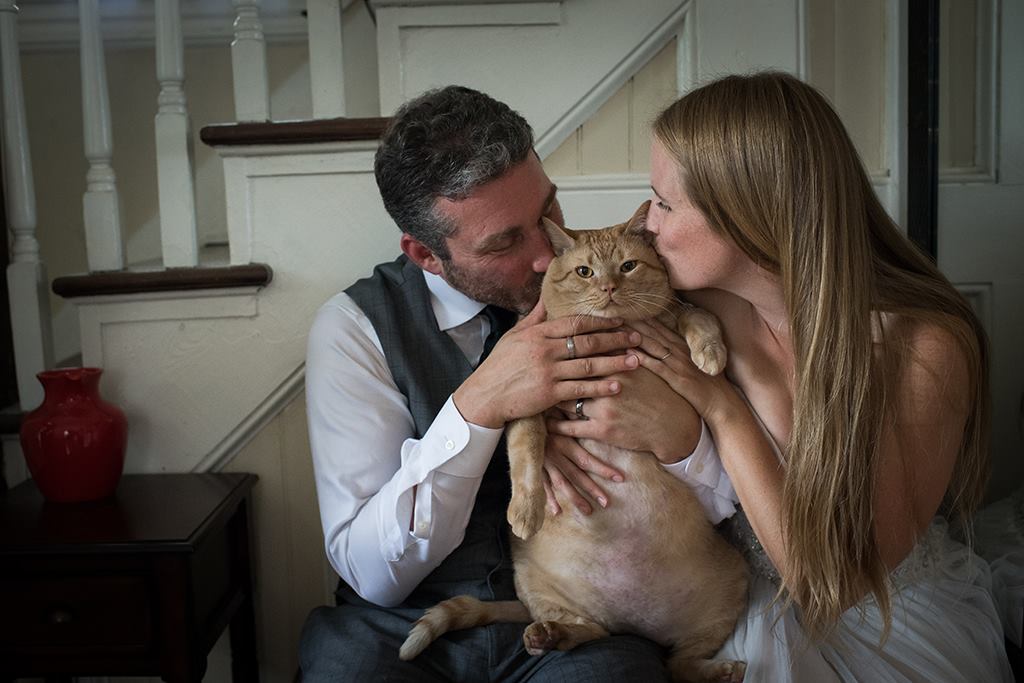 The fat cat overshadowed the bride in wedding photos. - cat, Pets, Animals, Longpost