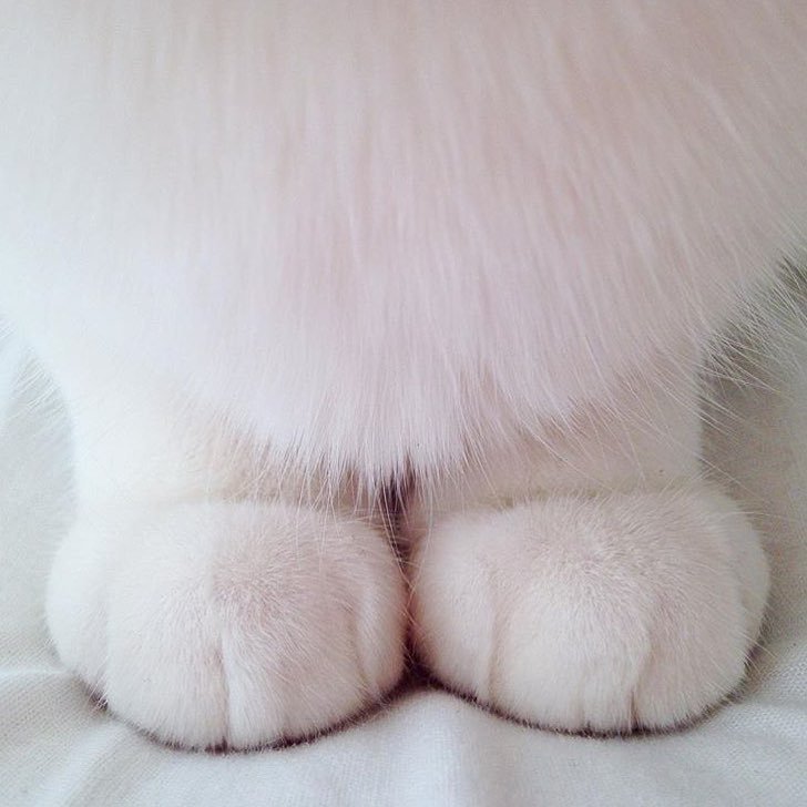 Paws - cat, Paws, fluffy paws