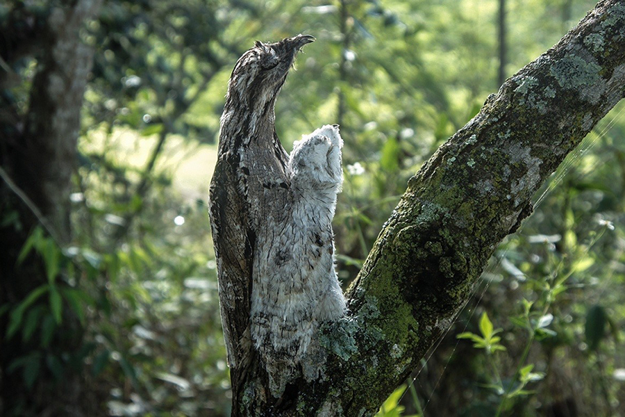 Incredible gigantic nightjar - Longpost, Birds, Animals, Nature, Biology, Zoology, Informative, Giant Goat, Video