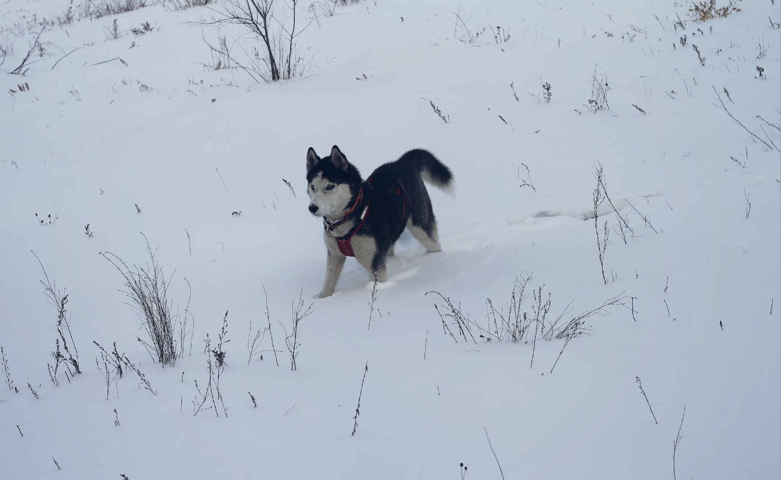 Winter walk (2016.12.22) - My, Siberian Husky, Winter, Canon 1100d, Longpost