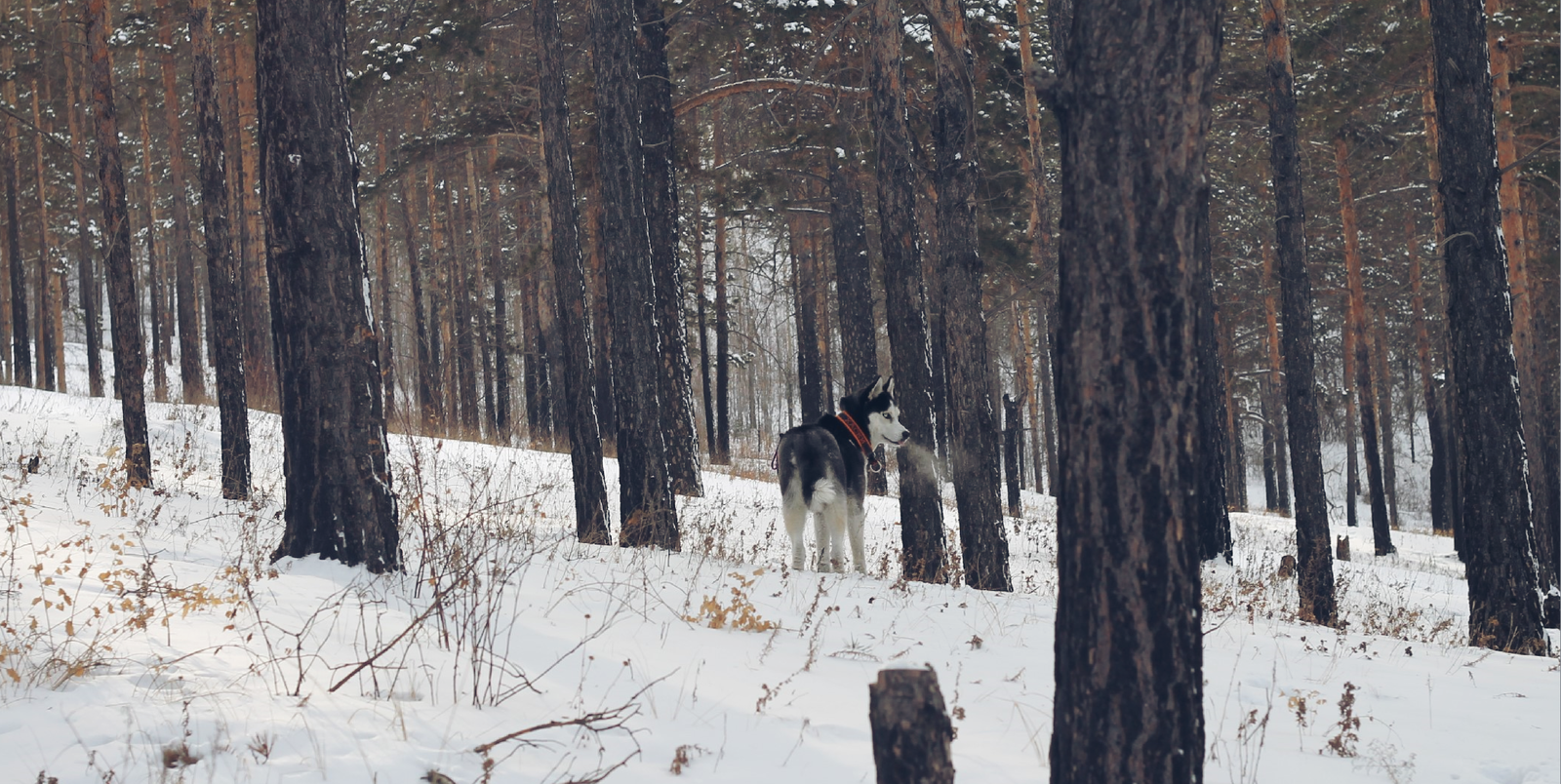 Winter walk (2016.12.22) - My, Siberian Husky, Winter, Canon 1100d, Longpost