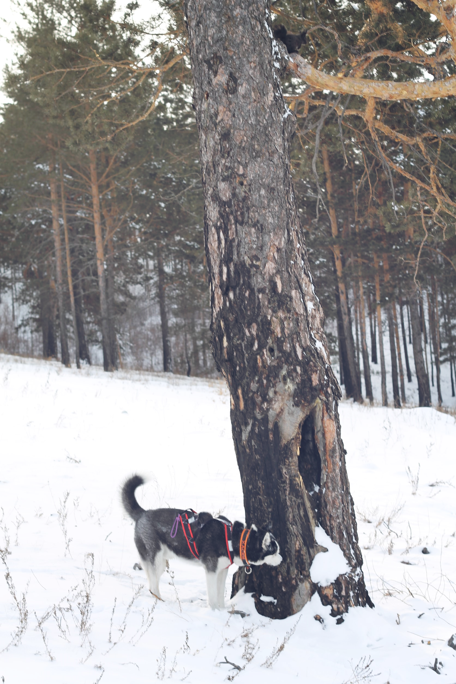 Winter walk (2016.12.22) - My, Siberian Husky, Winter, Canon 1100d, Longpost