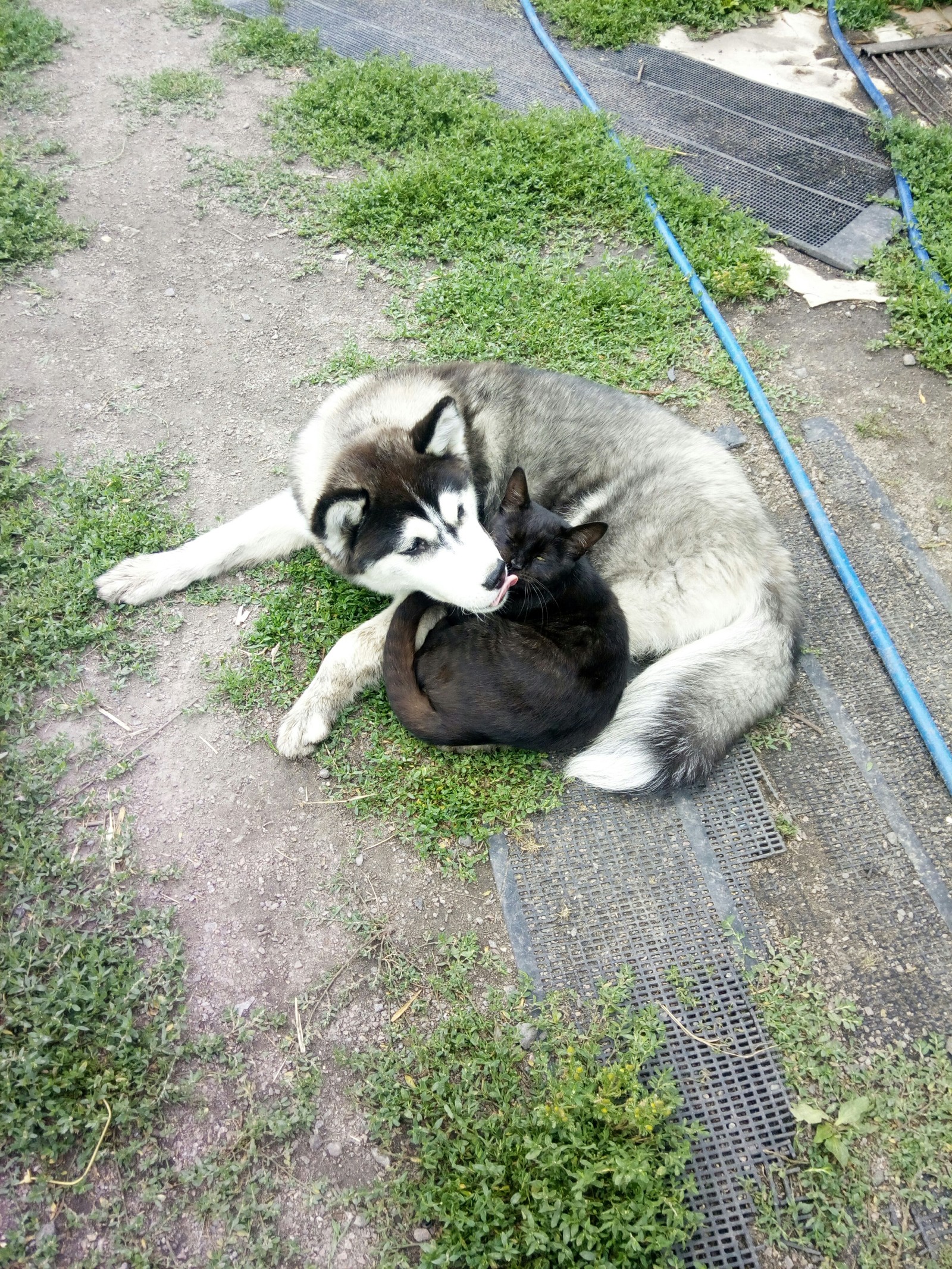 Best friends - My, Cats and dogs together, Siberian Husky, cat, Longpost