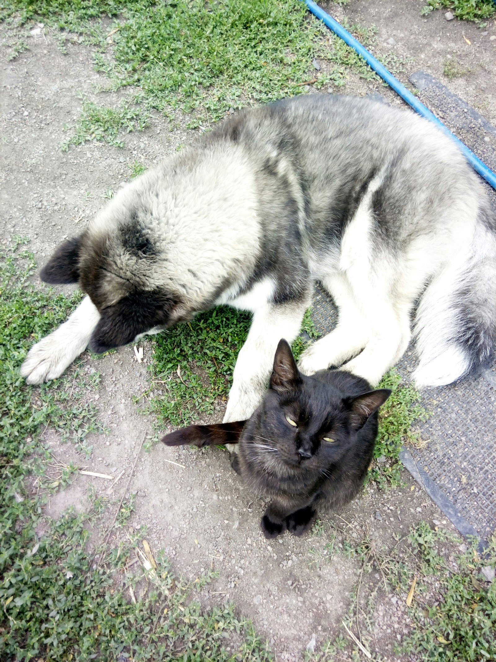 Best friends - My, Cats and dogs together, Siberian Husky, cat, Longpost