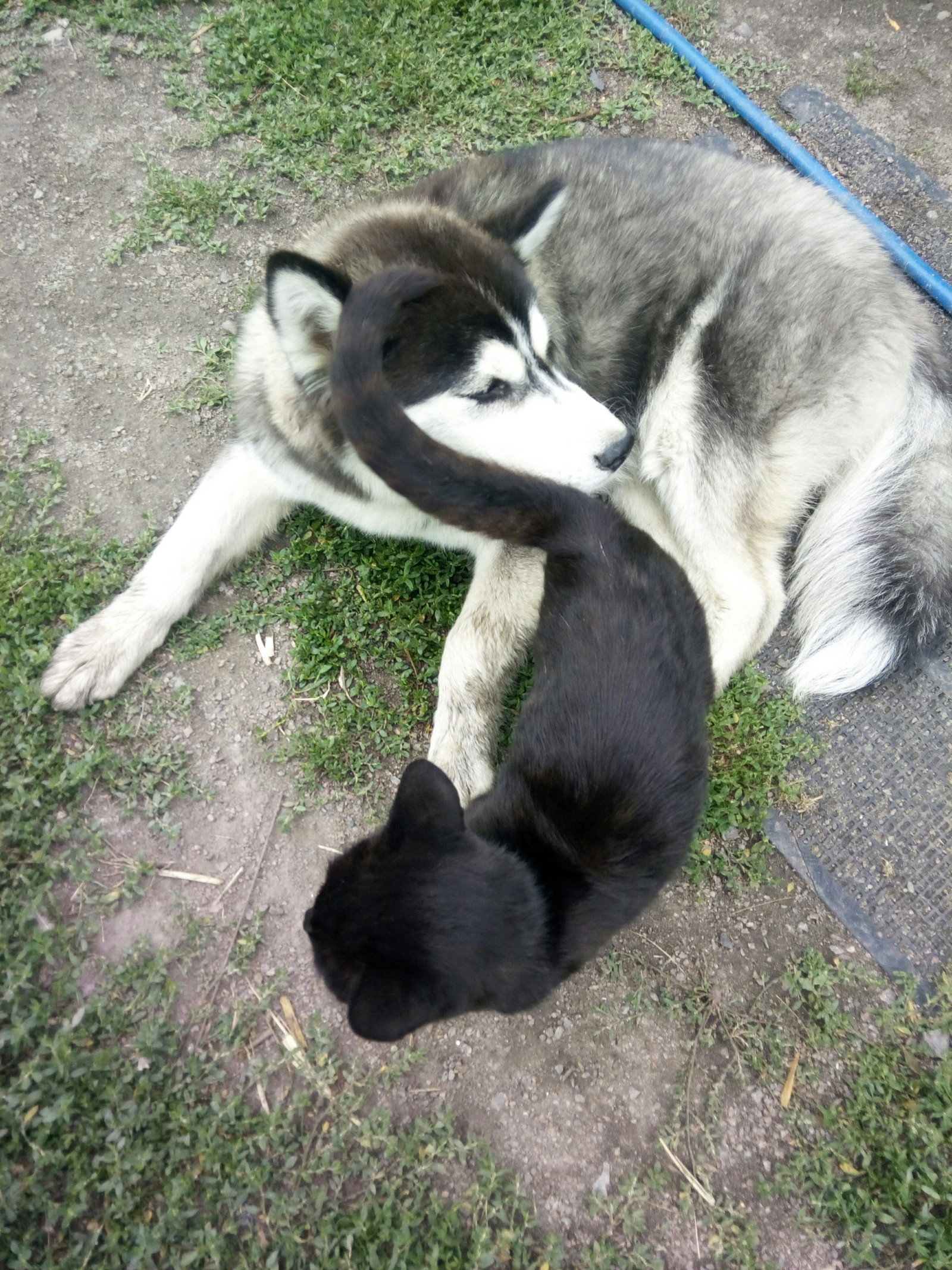 Best friends - My, Cats and dogs together, Siberian Husky, cat, Longpost