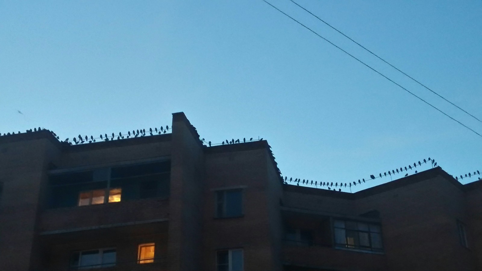 Evening meeting - My, Meeting, Birds