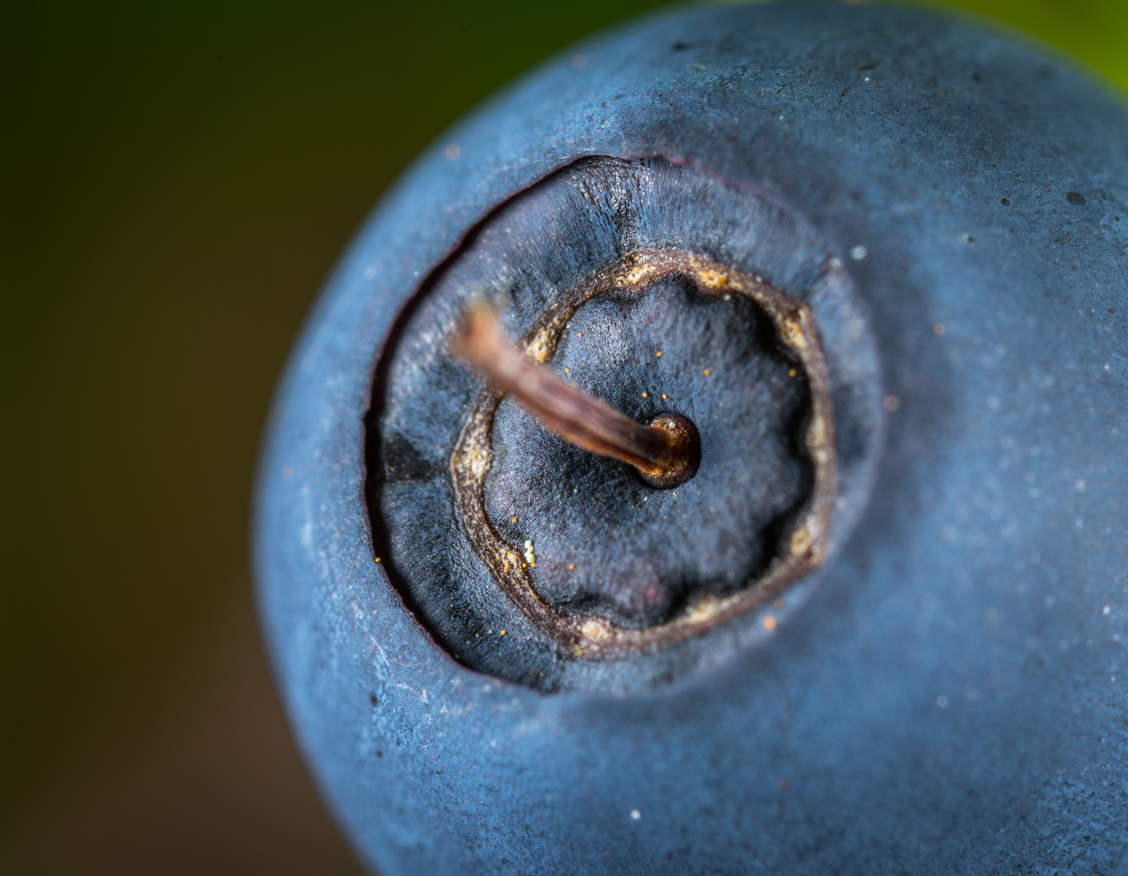 Blueberries through a macro lens - My, Macro, Blueberry, Mp-e 65 mm, Longpost, Macro photography