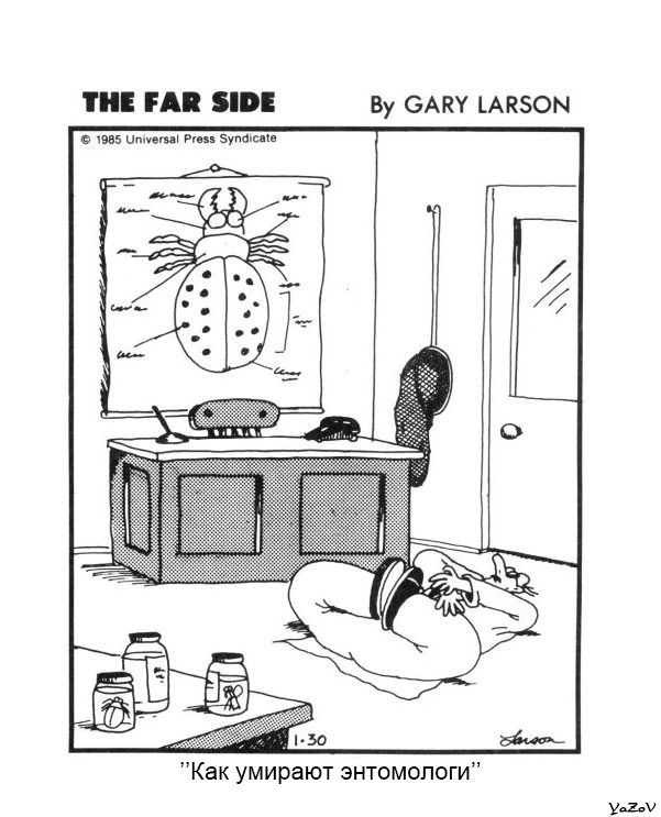 Professional deformation - The Far Side, Gary Larson Far Side comic, Gary Larson, Comics, Entomology, Death