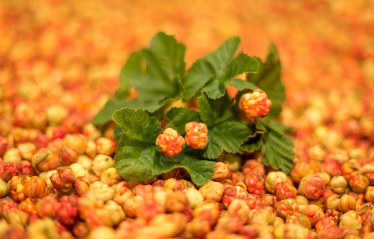 Cloudberry picking season is open - Komi, Cloudberry, Longpost