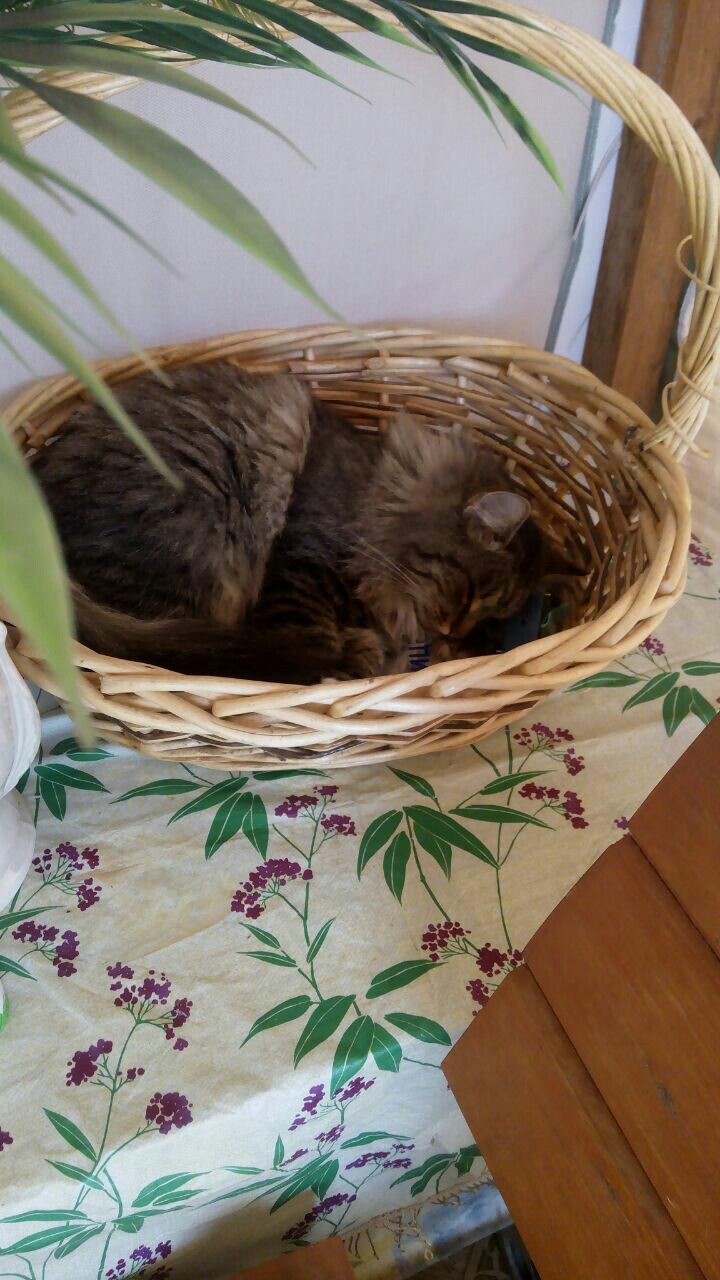 Sleeping on a Summer Day - My, cat, Milota, Dacha, 