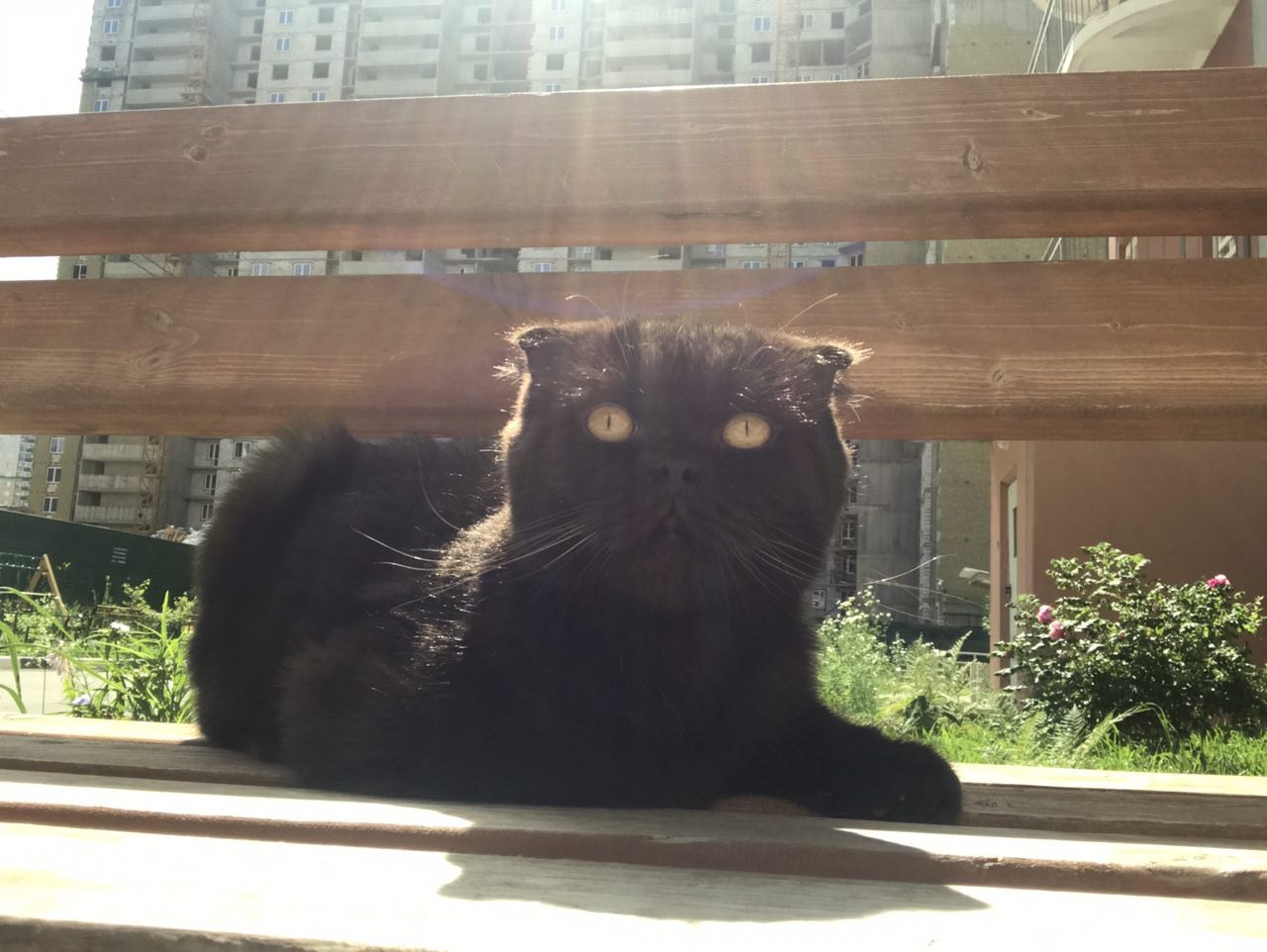 Lost - Chocolate Scottish Fold is looking for its owners - cat, Lost cat, Cat breeds, , Moscow, Putilkovo