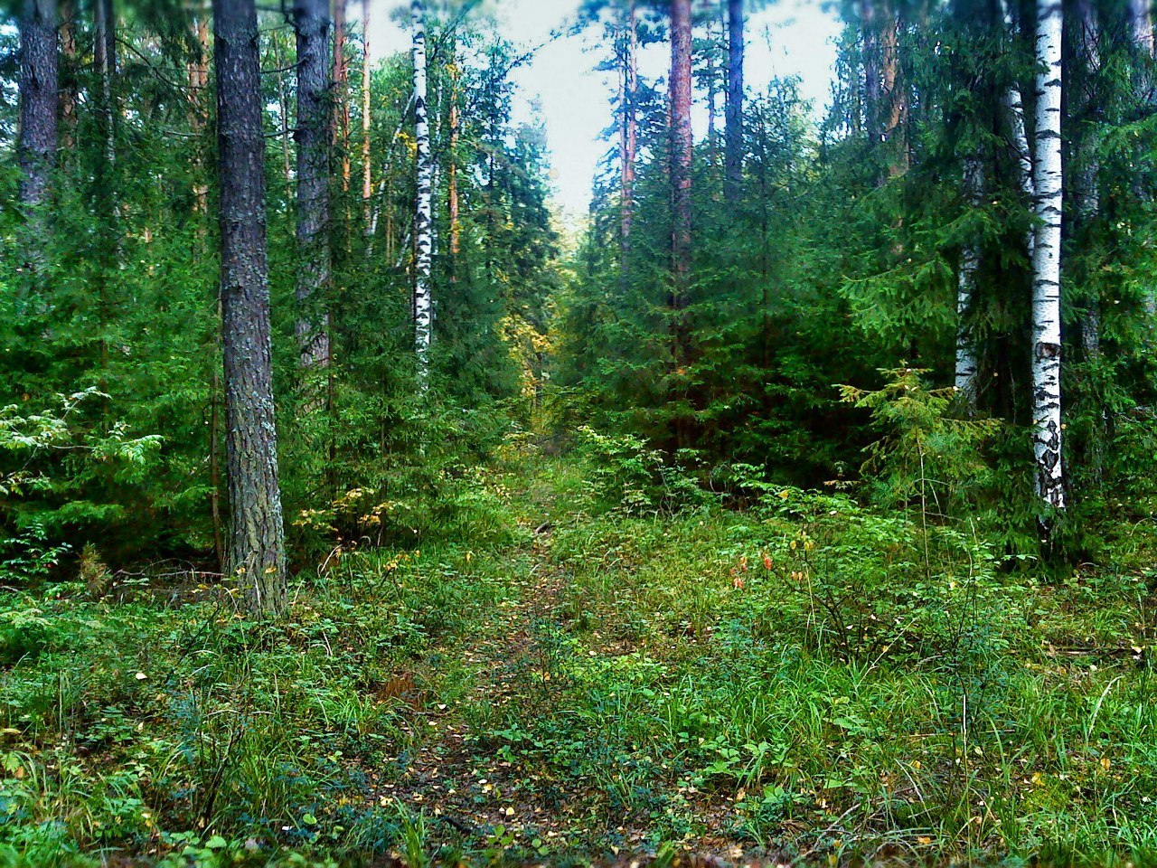Муравельный лес Самарская область