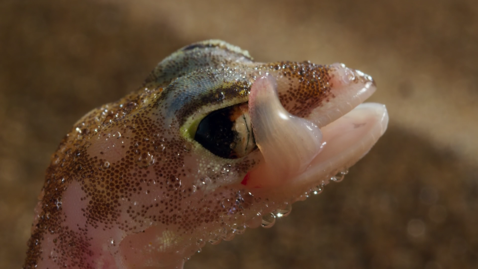 When you're trying to please a girl - Gecko, Attractiveness