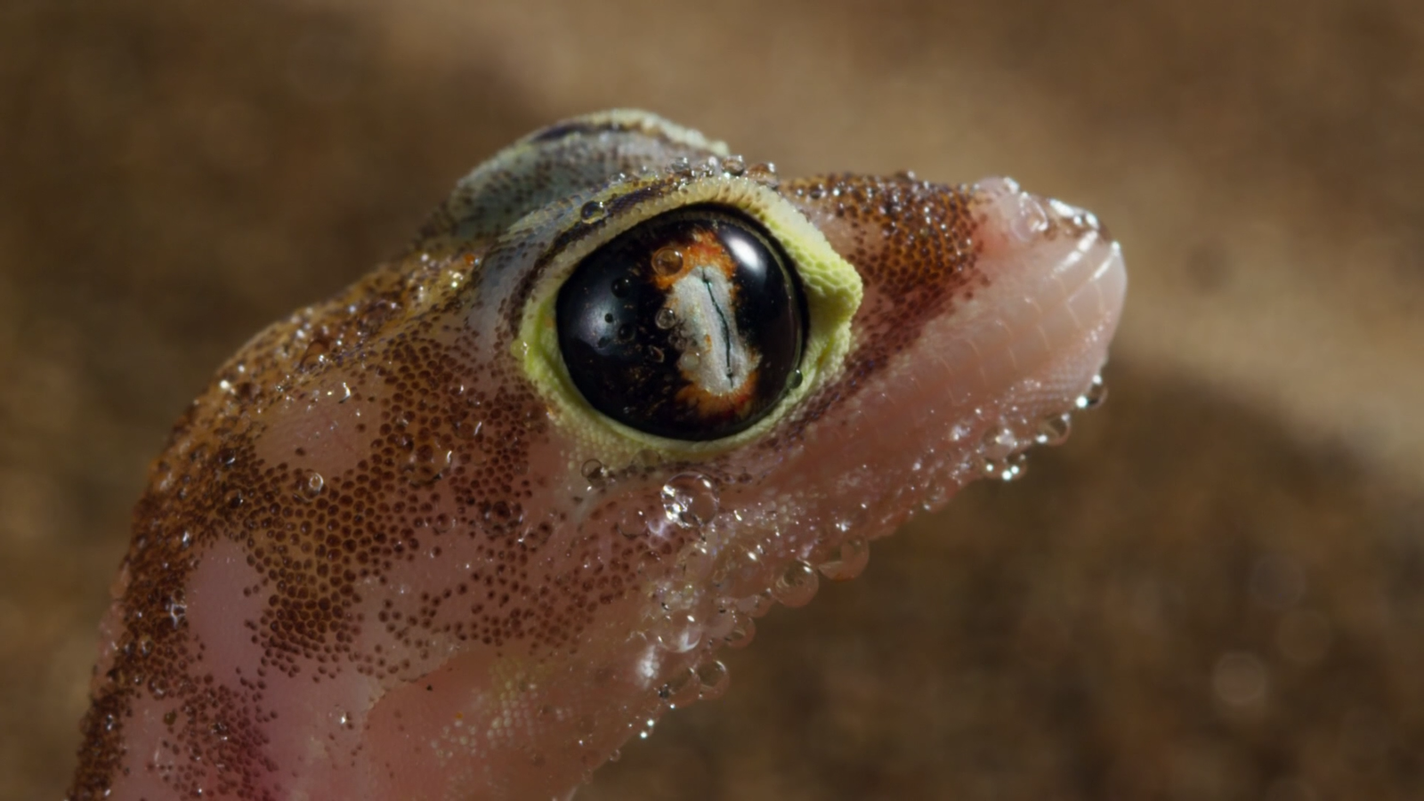 When you're trying to please a girl - Gecko, Attractiveness