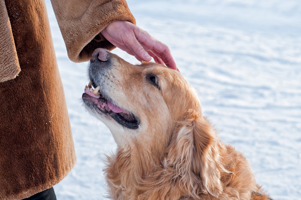 How to skydive to the touch and go to the mountains with a guide dog - Blind, Guide-dog, Longpost, The blind