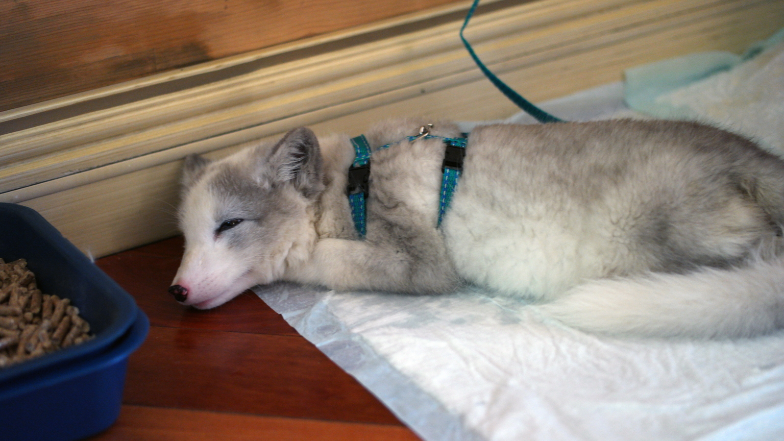 Today I saved the animal - My, Arctic fox, Animals, cat, Dog, Longpost