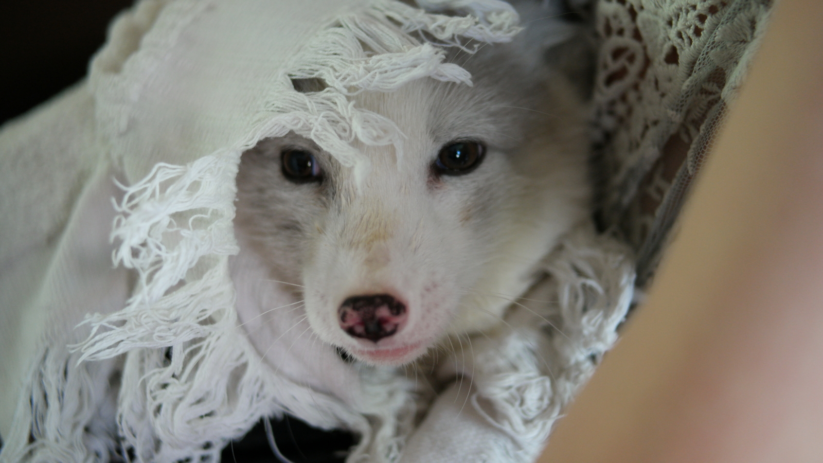 Today I saved the animal - My, Arctic fox, Animals, cat, Dog, Longpost