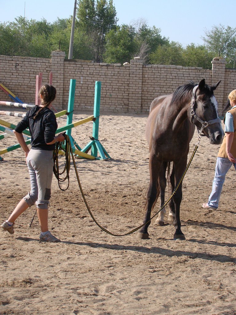 Почему важно требовать немедленное выполнение команд? - Моё, Кони, Лошади, Воспитание, Команды, Верховая езда, Длиннопост