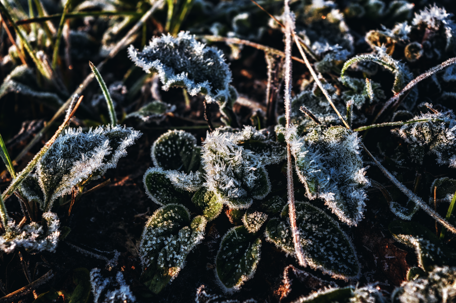 It was winter - My, Winter, Nature, Photographer, Longpost