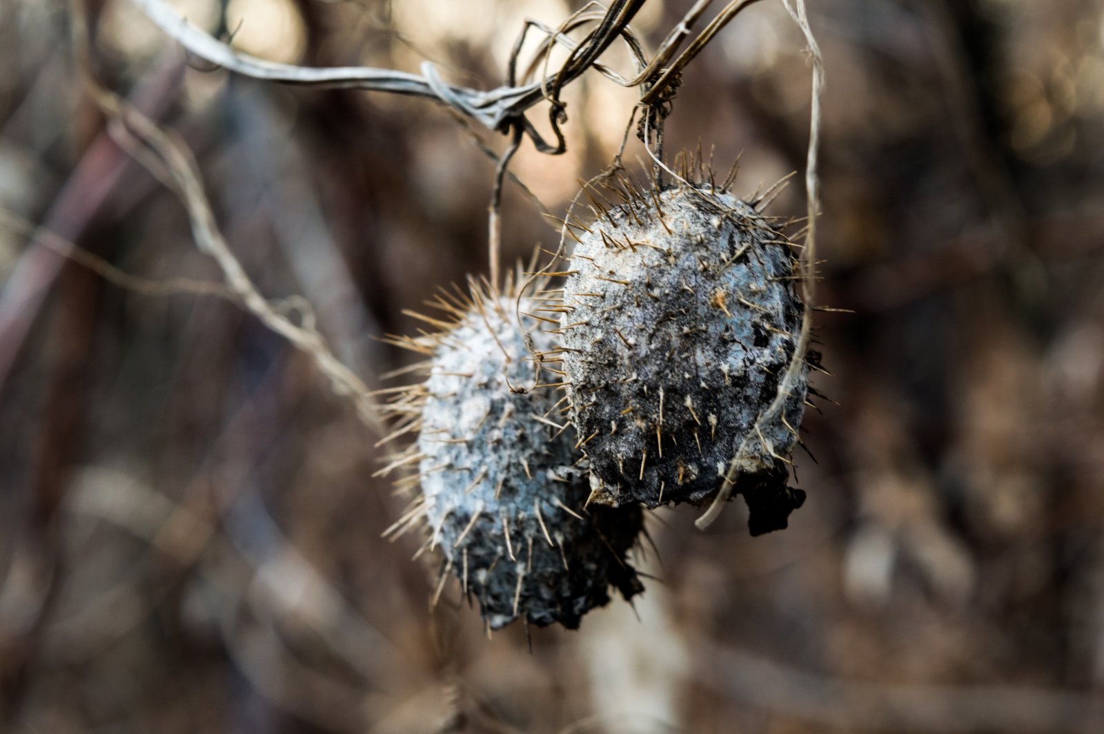 It was winter - My, Winter, Nature, Photographer, Longpost