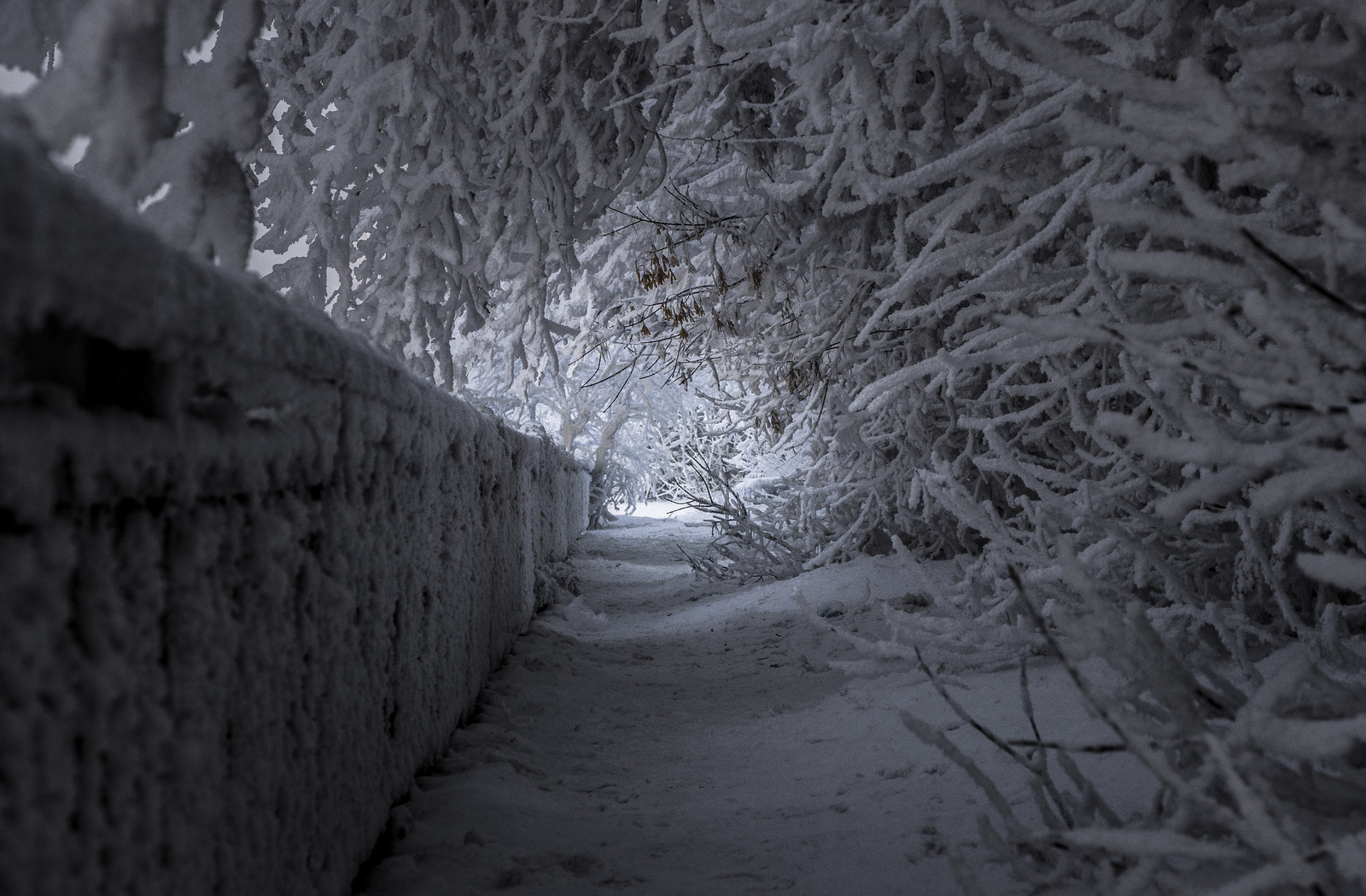 A little bit of my hobby - My, The photo, Canon, Freezelight, Nature, Light, Lens, Longpost, Freezelight